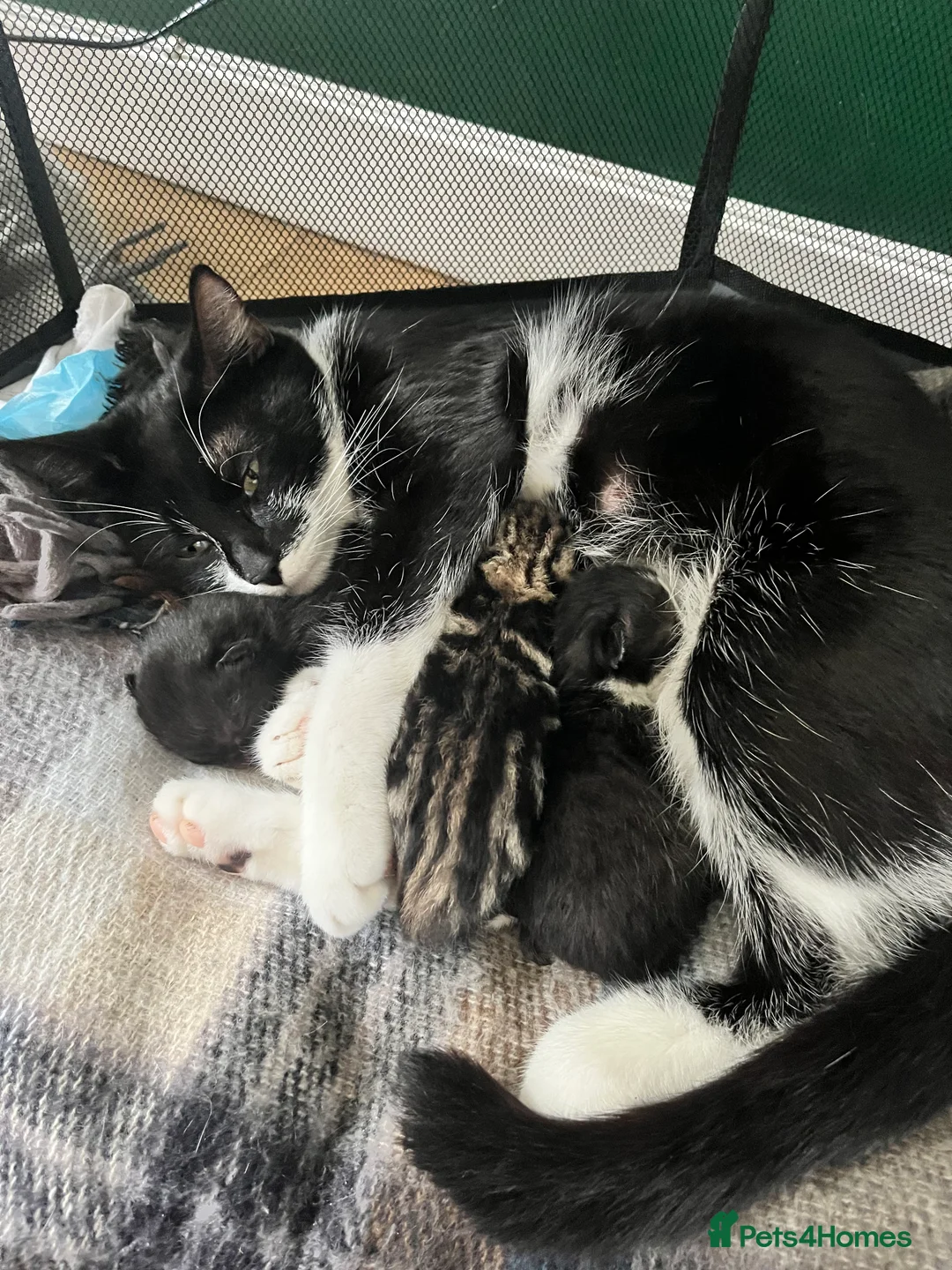 Mixed Breed cats for sale: Gorgeous tabby’s  - Advert 7