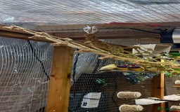 Finches birds for sale: Gouldian finches pairs  - Image 3