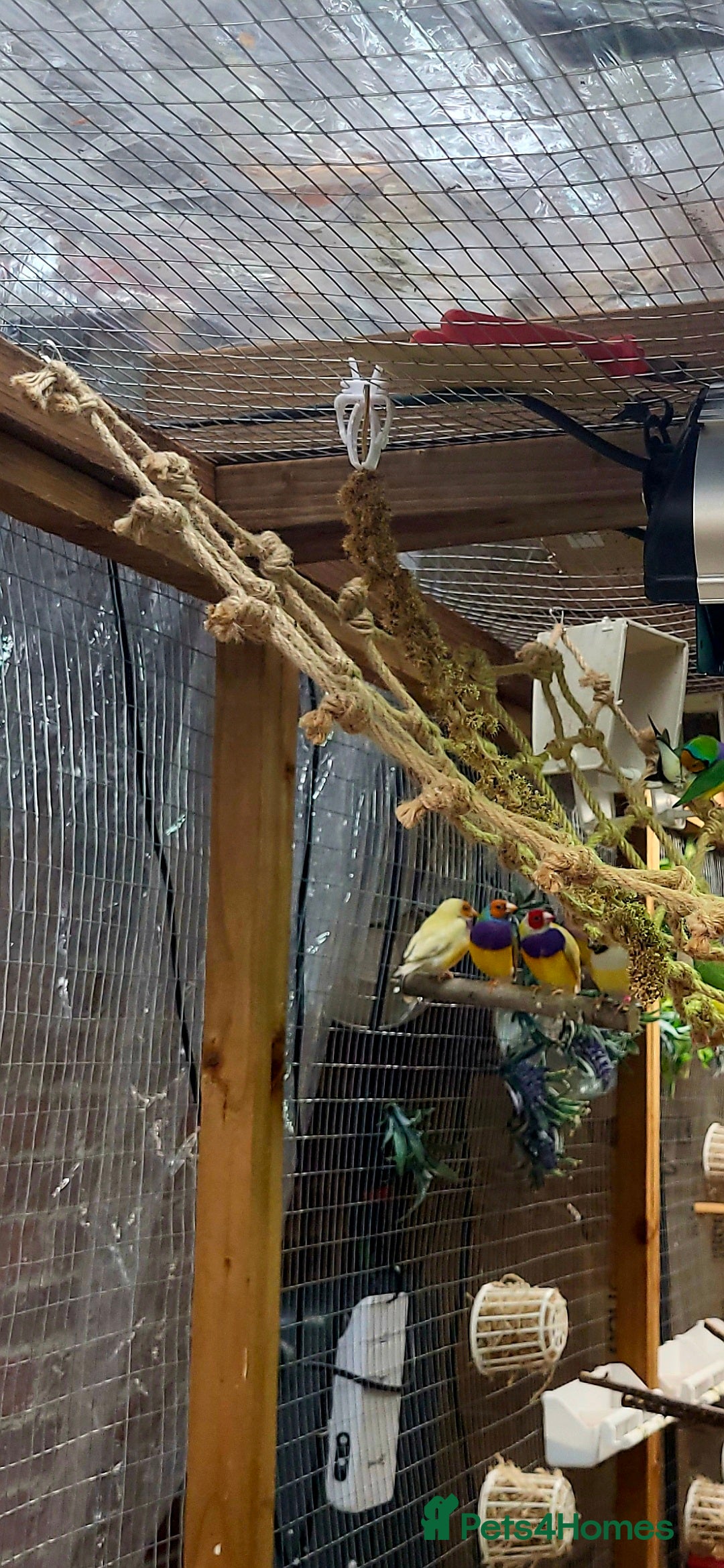 Finches birds for sale: Gouldian finches pairs  - Image 3