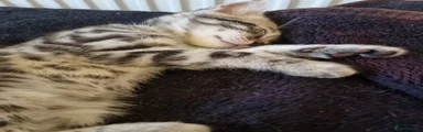 Bengal 4 green