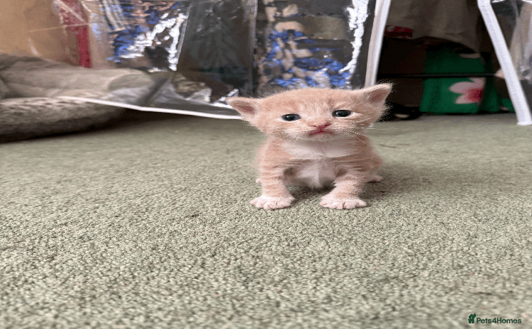 Mixed Breed cats - Advert 6