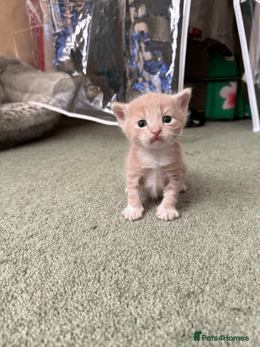 Mixed Breed cats for sale: Beautiful litter of kittens. - Image 1