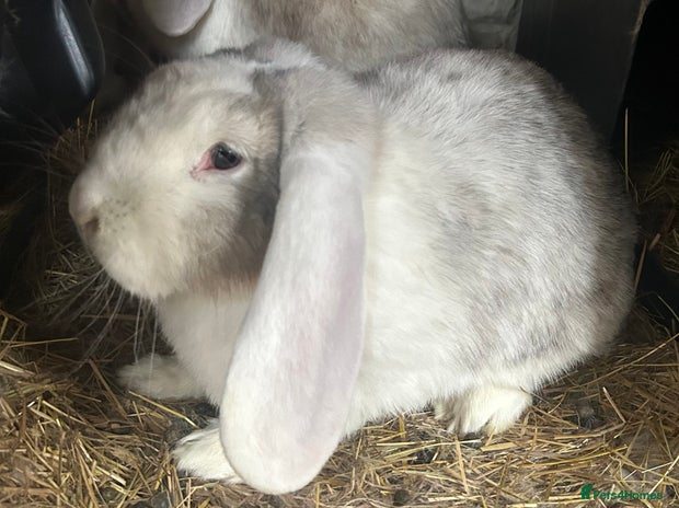 French Lop rabbits French Lop Doe vaccinated.Also Vaccines for sale. - Advert 1