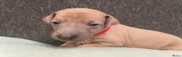 Italian Greyhound dogs for sale: Italian greyhound puppies  in Oswestry - Advert 25