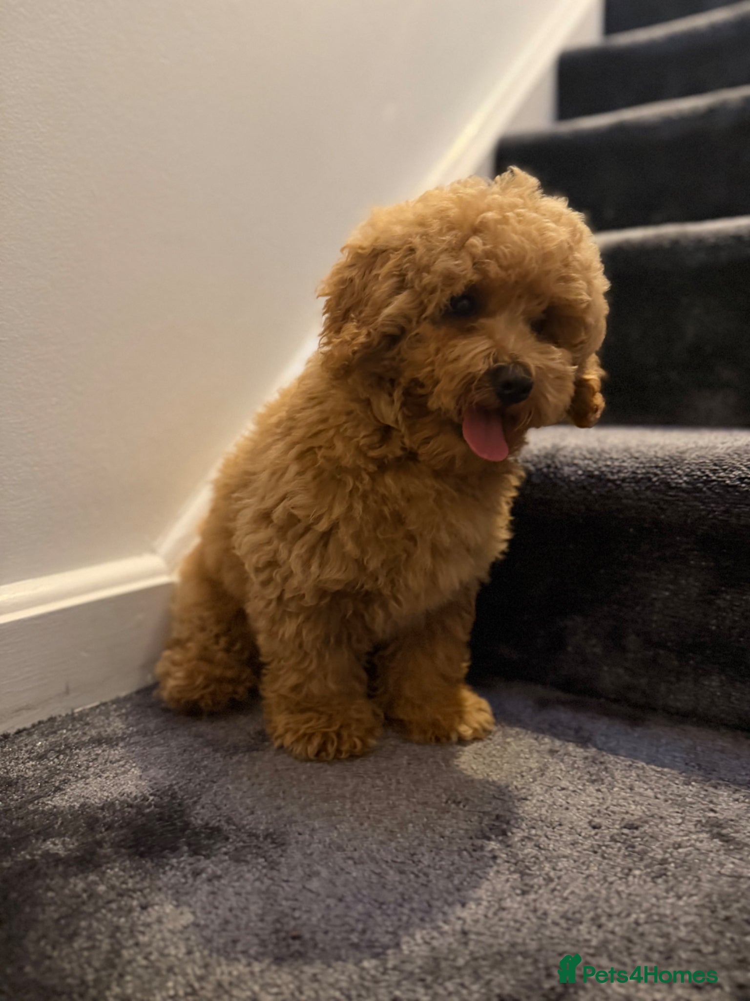 Maltipoo dogs for sale: Beautiful Red Maltipoo puppies for sale  - Advert 4