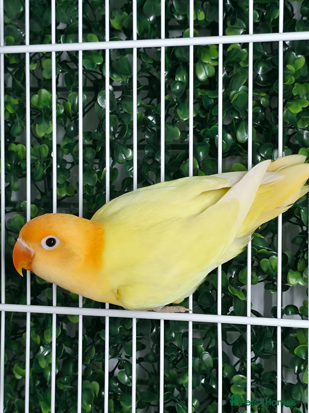 Lovebirds birds for sale: Mutation Lovebirds for Sale - Advert 21