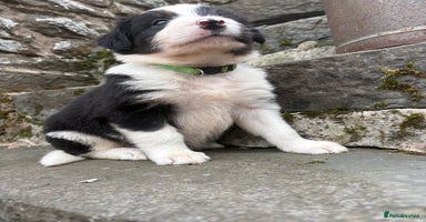 Bearded Collie dogs - Advert 6