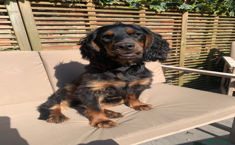 Cocker Spaniel dogs - Advert 1