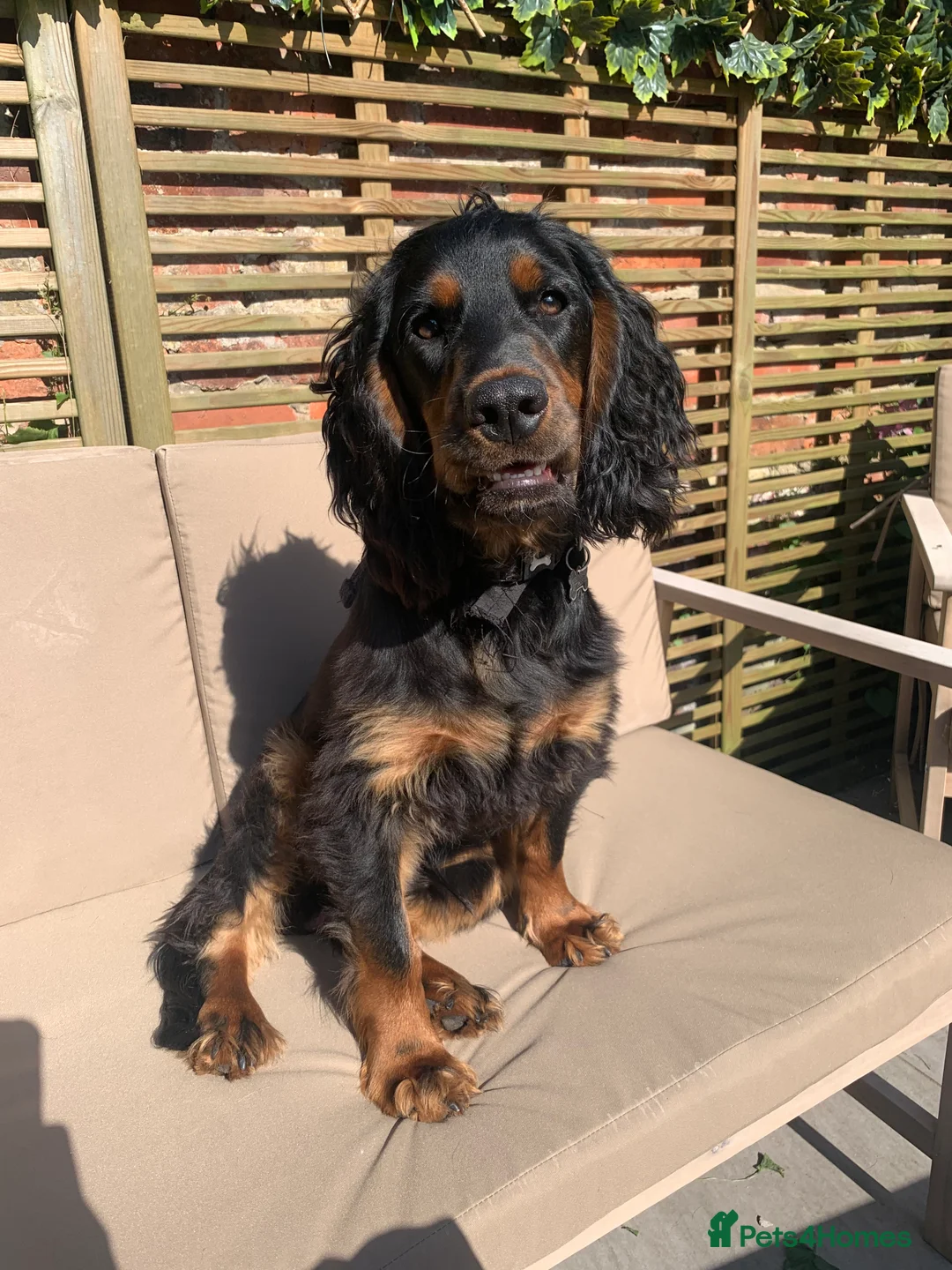 Cocker Spaniel dogs for stud: Black and tan Cocker Spaniel for stud - Advert 1