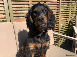 Cocker Spaniel dogs Black and tan Cocker Spaniel for stud - Advert 10