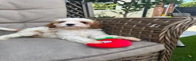 Cavapoo 1