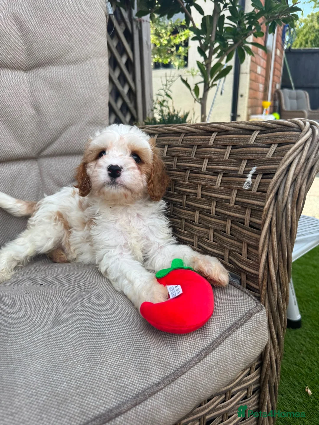 Cavapoo dogs for sale: Beautiful Cavapoo Puppies 2 Boys 1 Girl Available  - Advert 2