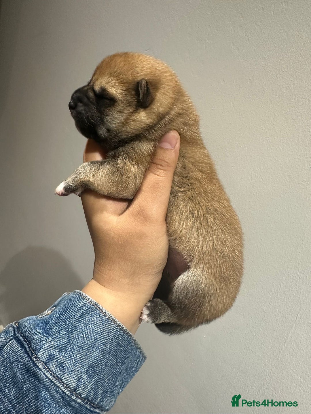 Japanese Shiba Inu dogs for sale: CHUNKY AND PURE Japanese Shiba Inu - Image 8