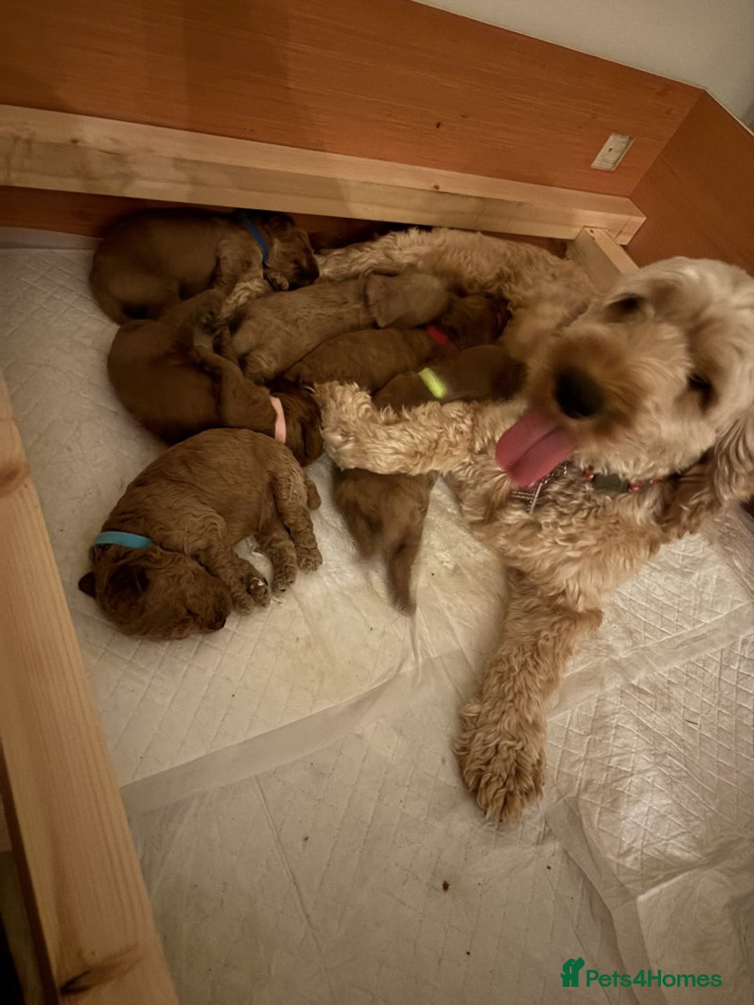 Cockapoo dogs for sale: 🐾✨ Adorable Cockapoo Puppies – Ready Now! ✨🐾 - Image 9