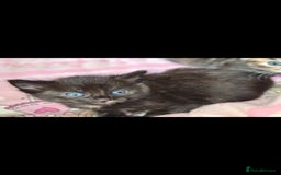 Mixed Breed cats for sale: Beautful kittens - Image 2