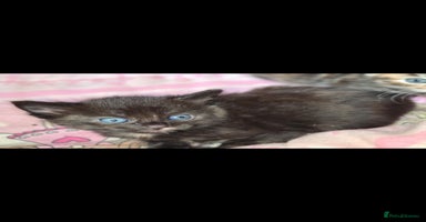 Mixed Breed cats - Advert 8