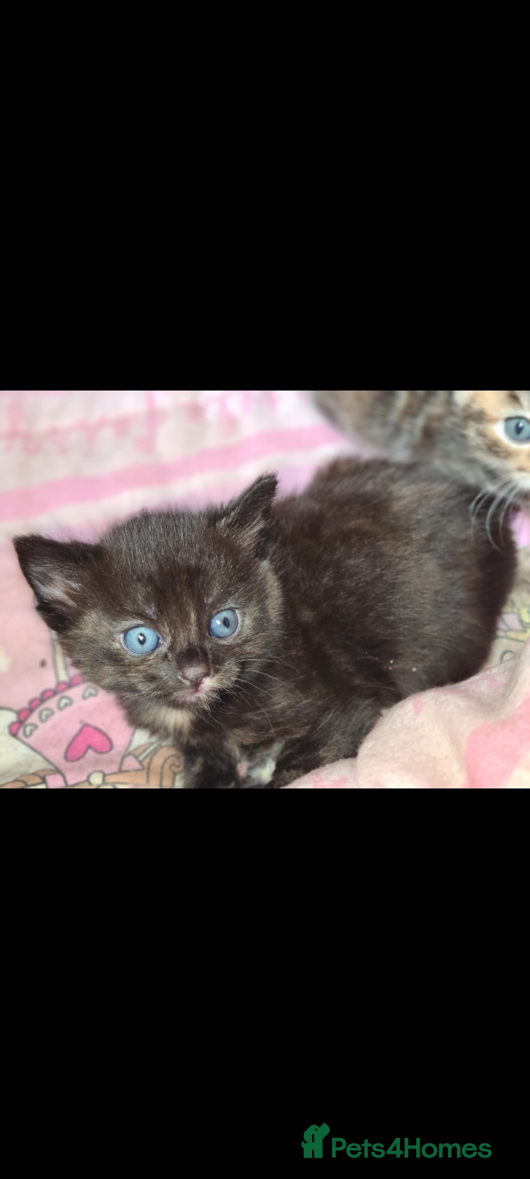 Mixed Breed cats for sale: Beautful kittens - Image 2