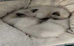 Siamese cats for sale: Siamese crossed with  Ragdol - Image 23