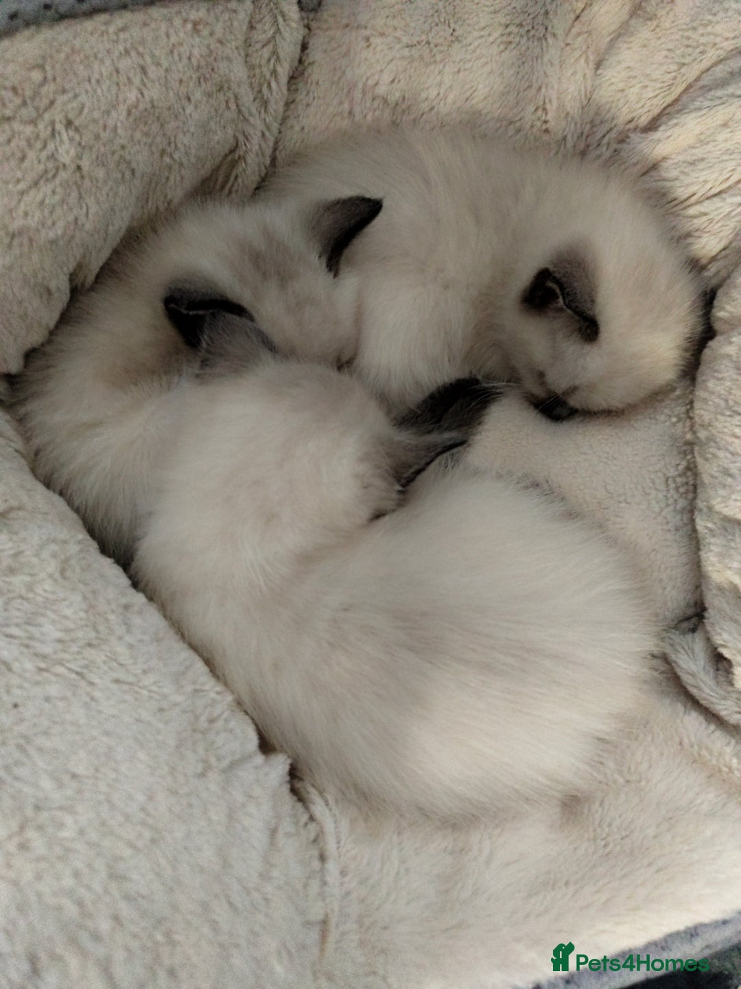 Siamese cats for sale: Siamese crossed with  Ragdol - Image 23