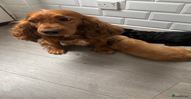 Cocker Spaniel dogs - Advert 5