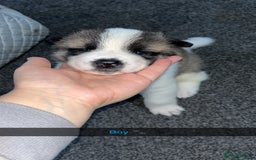 Akita dogs for sale: American Akita puppy’s  - Image 14