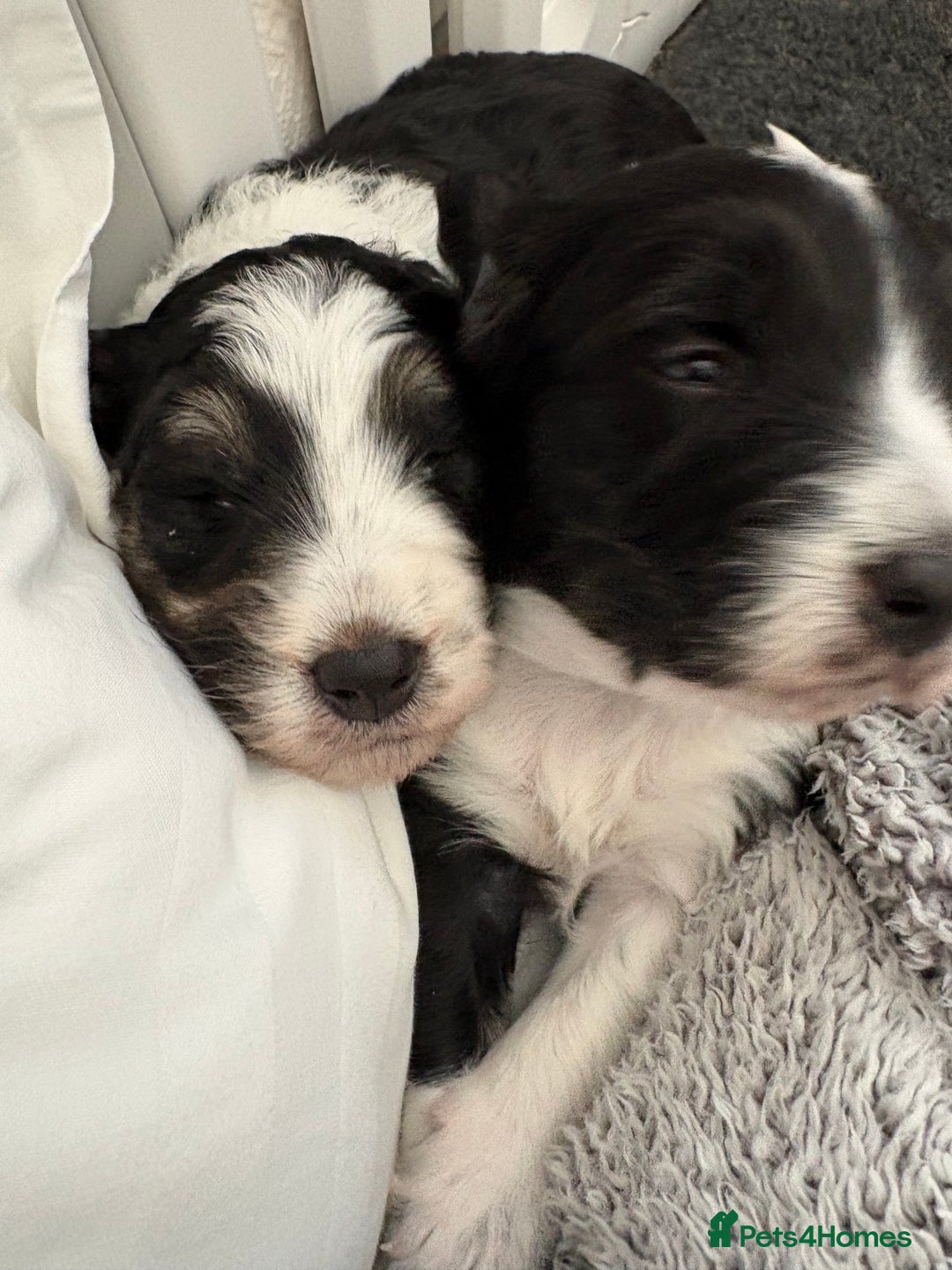 Bordoodle dogs for sale: Bordoodle Pups - Image 12