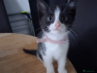 Mixed Breed cats 1 beautiful little girl kitten - Advert 1