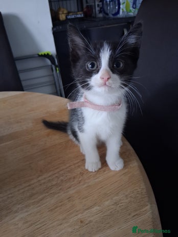 Mixed Breed cats Beautiful Little Girl Ready Now - Advert 1