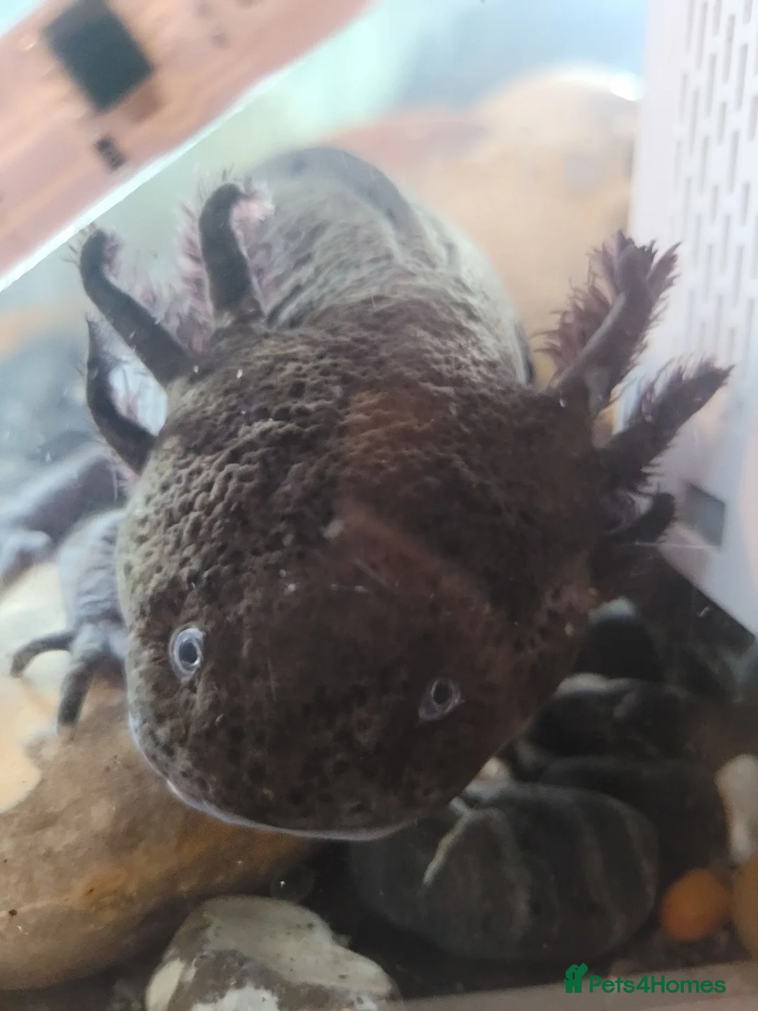 Axolotl reptiles for sale: 2 axolotls  in Canterbury - Advert 2
