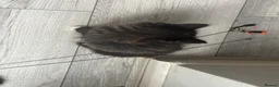 Mixed Breed cats for sale: Three kittens For Sale  in Dagenham - Advert 13
