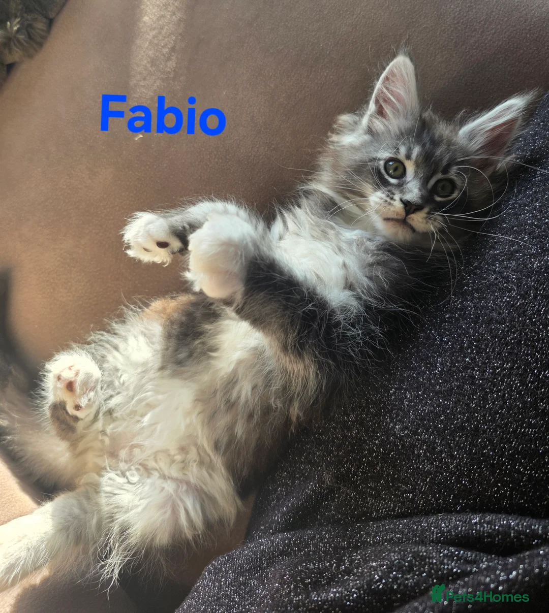 Maine Coon cats for sale: Rare Pure Breed Mainecoon Kitten - Advert 19