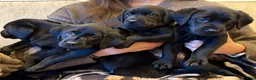 Labrador Retriever dogs for sale: Pedigree KC Registered Black Labrador Pups  - Advert 6