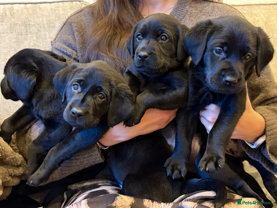 Labrador Retriever dogs for sale: Pedigree KC Registered Black Labrador Pups  - Advert 6