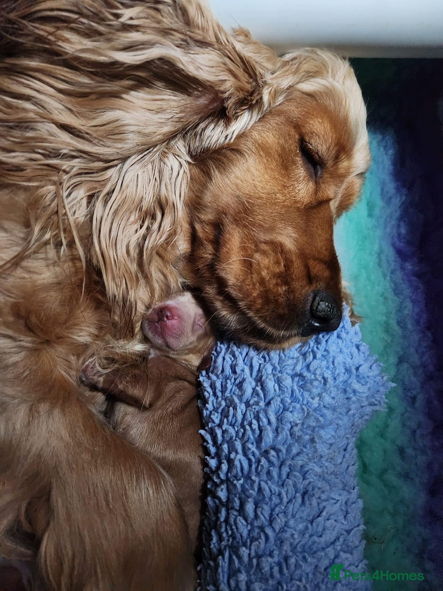 Cocker Spaniel dogs KC Registered Cocker Spaniel Pups - Advert 9