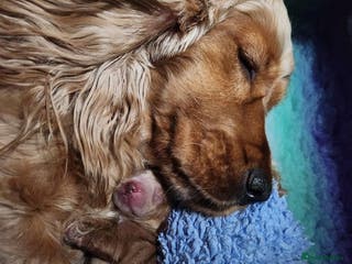 Cocker Spaniel dogs KC Registered Cocker Spaniel Pups - Advert 9