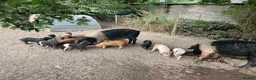 Pig livestock for sale: Saddleback x Tamworth  in Godalming - Advert 5