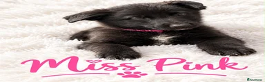 German Shepherd 7