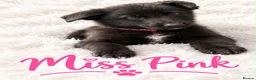 German Shepherd dogs for sale: 🐾 BEAUTIFUL GERMAN PUPPIES🐾 - Advert 3