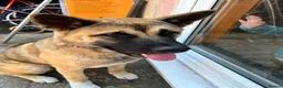 Akita dogs for sale: Beautiful brown coat Akita  - Advert 8