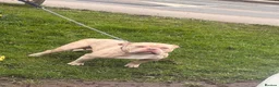 Miniature Bull terrier dogs for sale: Pocket bully  - Advert 1