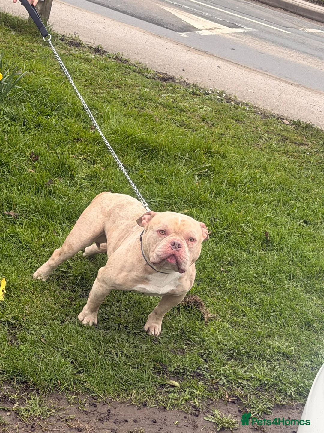 Miniature Bull terrier dogs for sale: Pocket bully  - Advert 1