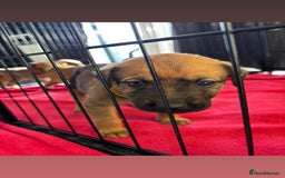 Mixed Breed dogs for sale: Beautiful Puppies For Sale!!! - Image 6