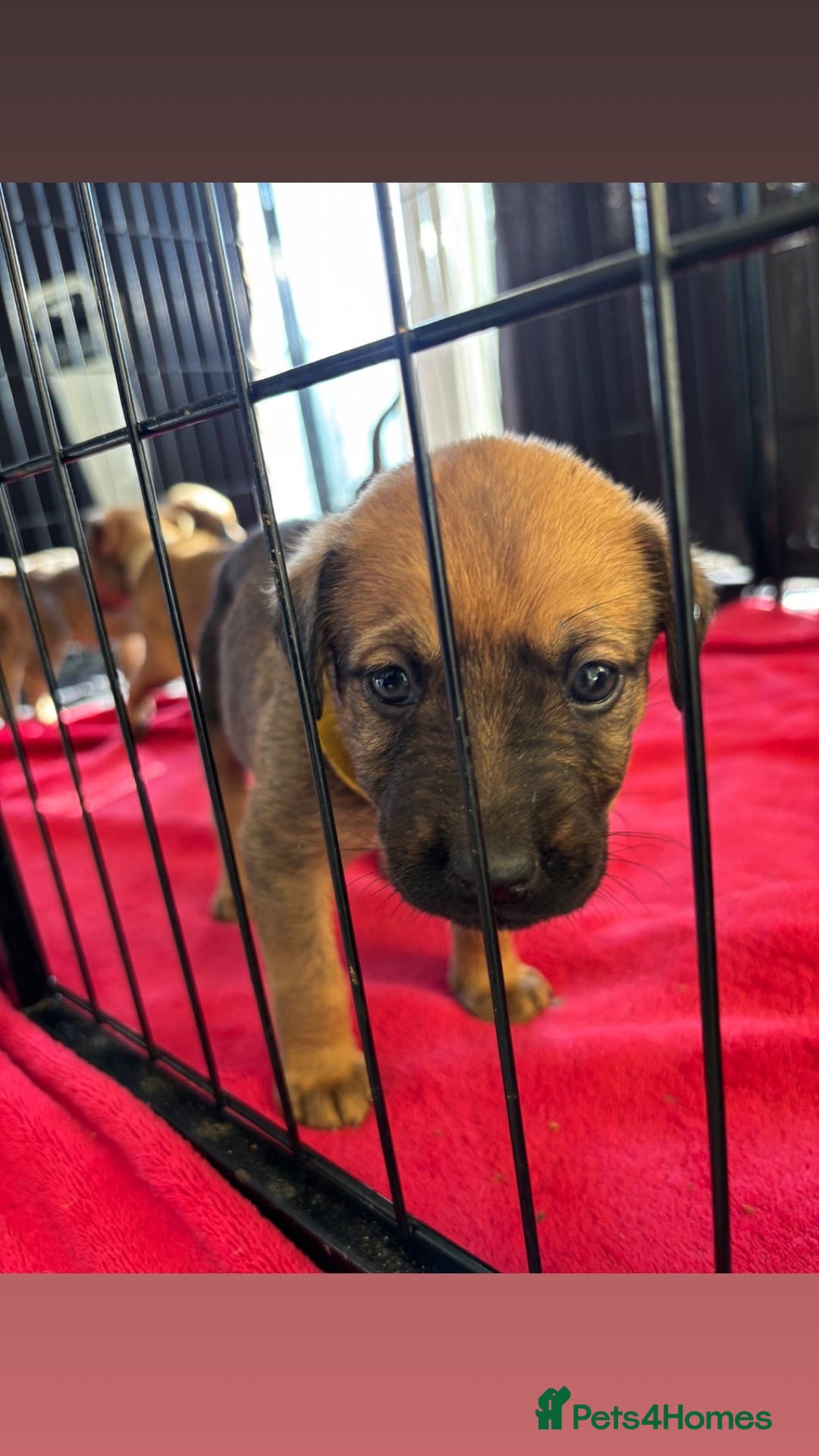 Mixed Breed dogs for sale: Beautiful Puppies For Sale!!! - Image 6