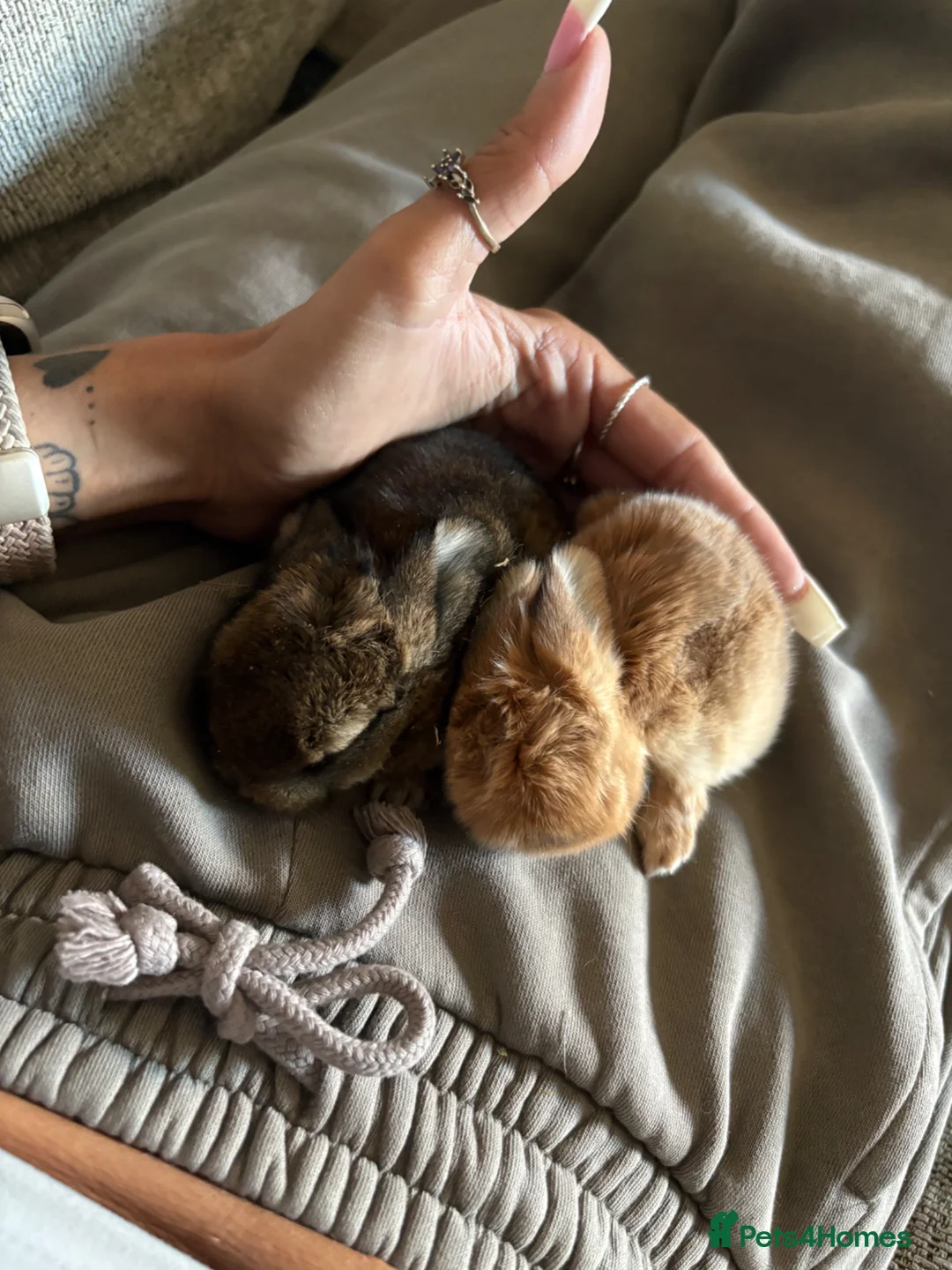 Mini Lop rabbits for sale: Baby rabbits  - Advert 2