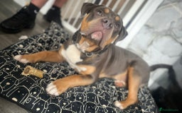 American Bully dogs for sale: Classic bully  - Image 3