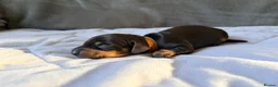 Miniature Dachshund dogs for sale: Miniature Dachshund puppies  in Newbury - Advert 2