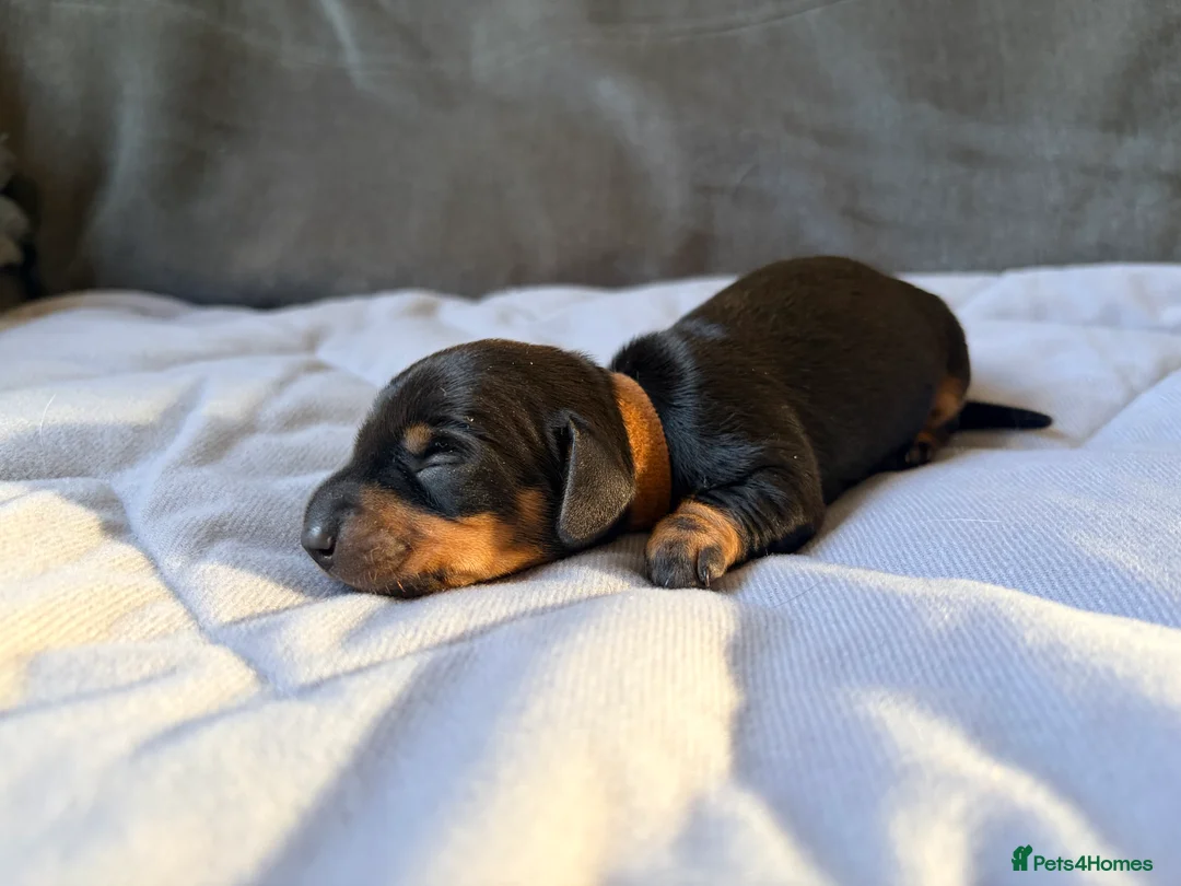 Miniature Dachshund dogs for sale: Miniature Dachshund puppies  in Newbury - Advert 2