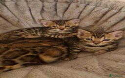 Bengal cats for sale: Pure Bengal kittens ❤️  - Image 20