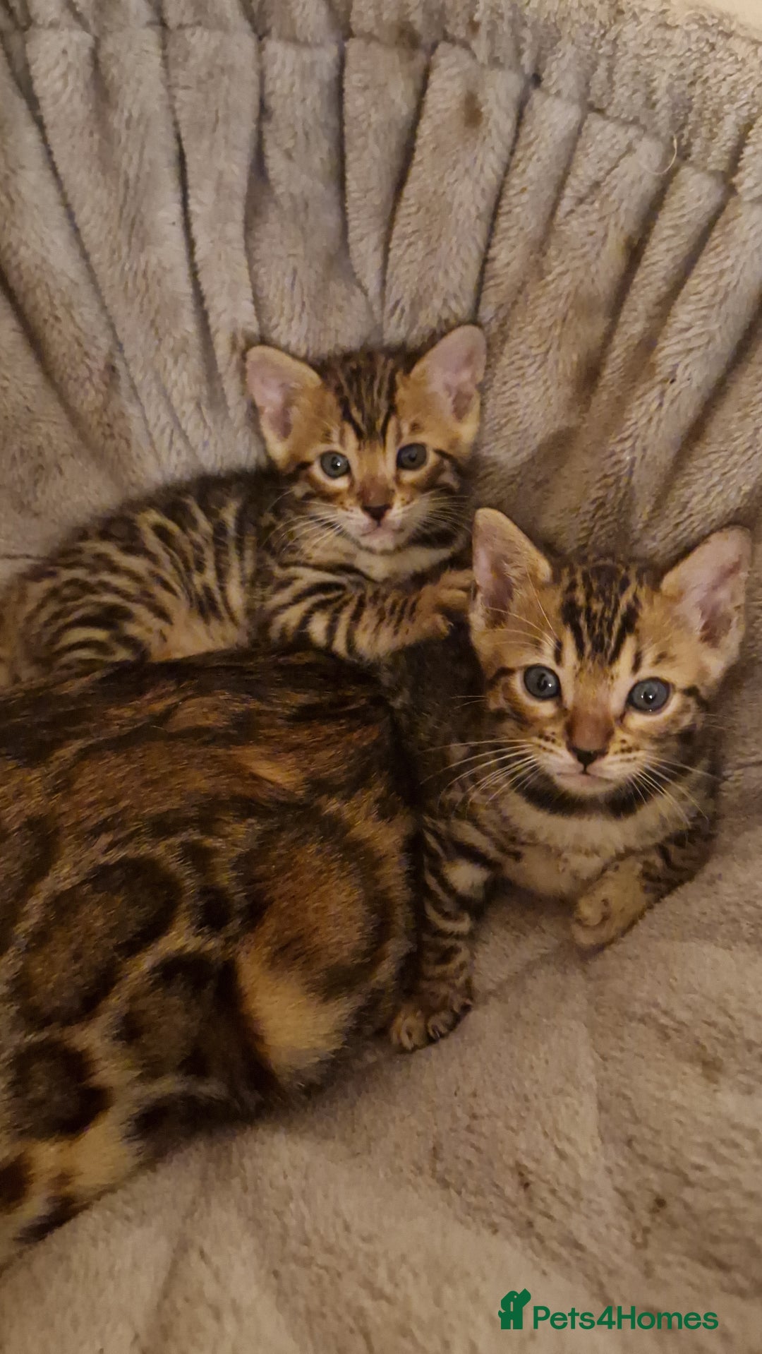 Bengal cats for sale: Pure Bengal kittens ❤️  - Image 20