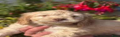 Cockapoo 6